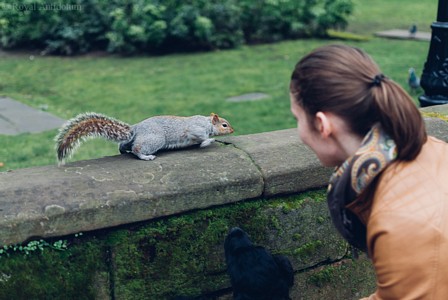 Urocza wiewiórka w Coventry (UK)