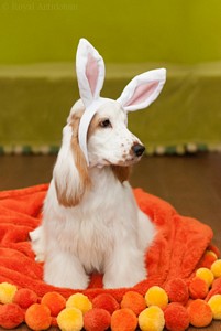 Ibriell - our easter bunny