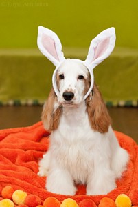 Ibriell - our easter bunny