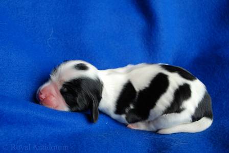 litter G - male black & white with dot - day 2
