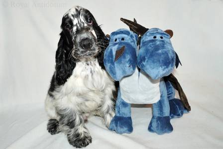 available blue-roan puppy english cocker spaniel