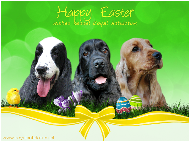 Happy Easter wishes kennel Royal Antidotum