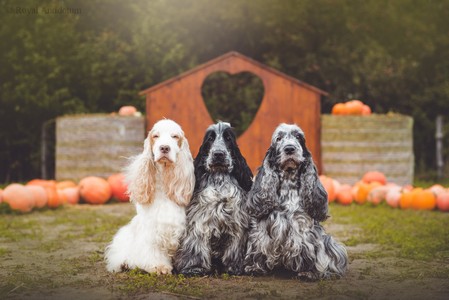 Gavrell, Scottie & Soffie