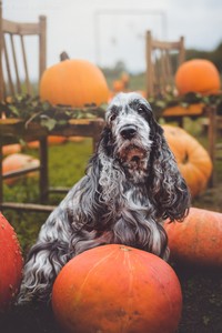 Soffie at age 9 years