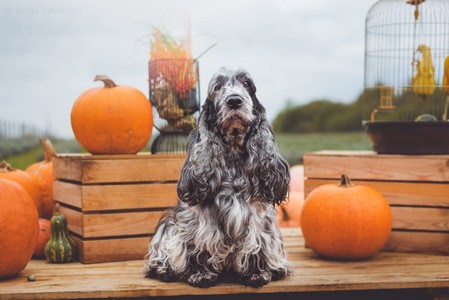 Soffie at age 9 years