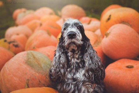 Soffie at age 9 years