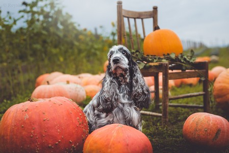 Soffie at age 9 years