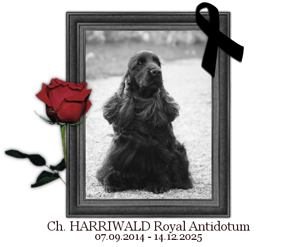 HARRIWALD Royal Antidotum