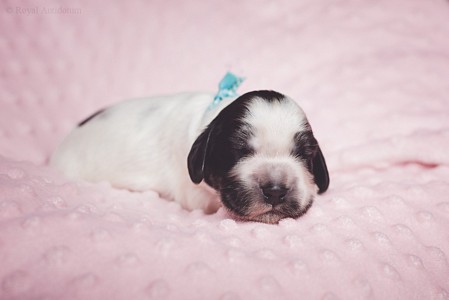 litter Q -  blue roan male [blue ribbon] - 1 week