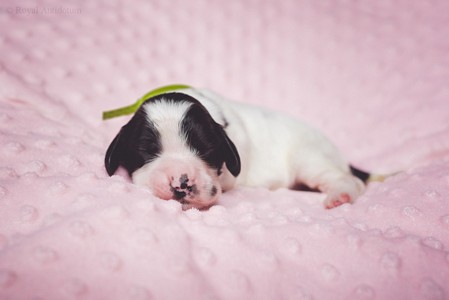 litter Q - black & white male [green ribbon] - 1 week