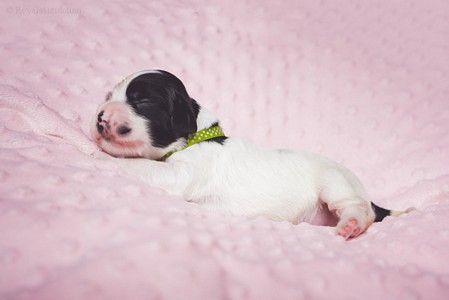 litter Q - black & white male [green ribbon] - 1 week