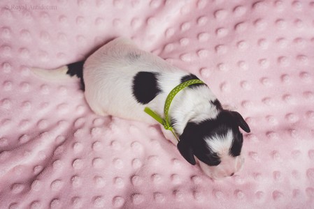 litter Q - black & white male [green ribbon] - 1 week