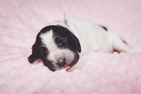 litter Q - blue roan female [violet ribbon] - 1 week