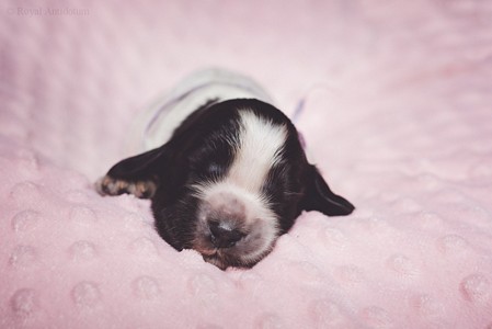 litter Q - blue roan female [violet ribbon] - 1 week