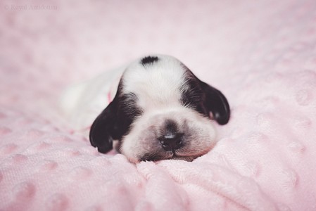 litter Q - blue roan female [pink ribbon] - 1 week