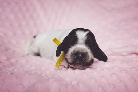 litter Q - blue roan female [yellow ribbon] - 1 week