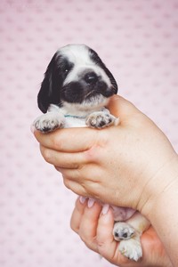 litter Q -  blue roan male [blue ribbon] - 2 weeks