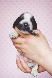 litter Q -  blue roan male [blue ribbon] - 2 weeks