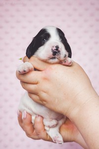 litter Q - black & white male [green ribbon] - 2 weeks