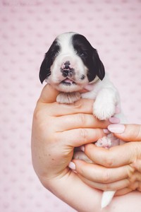 litter Q - black & white male [green ribbon] - 2 weeks