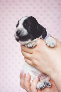 litter Q - blue roan female [violet ribbon] - 2 weeks