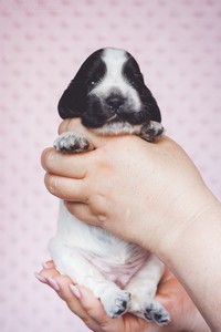 litter Q - blue roan female [violet ribbon] - 2 weeks