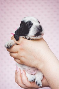 litter Q - blue roan female [pink ribbon] - 2 weeks