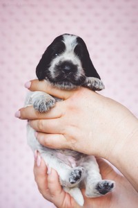 litter Q - blue roan female [yellow ribbon] - 2 weeks