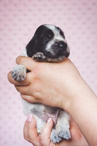 litter Q - blue roan female [yellow ribbon] - 2 weeks