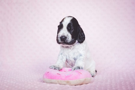 litter Q - blue roan female [violet ribbon] - 3 weeks