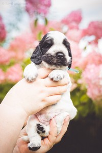 litter Q -  blue roan male [blue ribbon] - 4 weeks