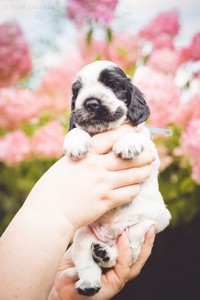 litter Q -  blue roan male [blue ribbon] - 4 weeks