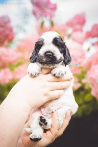 litter Q -  blue roan male [blue ribbon] - 4 weeks