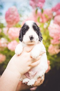 litter Q - black & white male [green ribbon] - 4 weeks