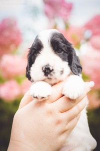 litter Q - black & white male [green ribbon] - 4 weeks