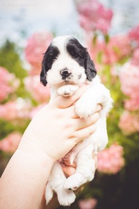 litter Q - black & white male [green ribbon] - 4 weeks