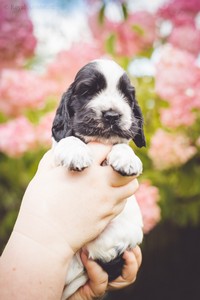 litter Q - blue roan female [violet ribbon] - 4 weeks