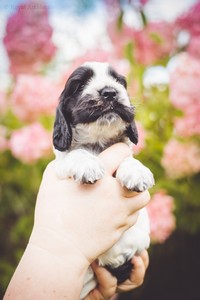 litter Q - blue roan female [violet ribbon] - 4 weeks