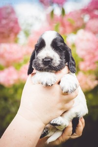 litter Q - blue roan female [violet ribbon] - 4 weeks