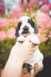 litter Q - blue roan female [pink ribbon] - 4 weeks