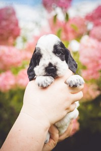 litter Q - blue roan female [pink ribbon] - 4 weeks