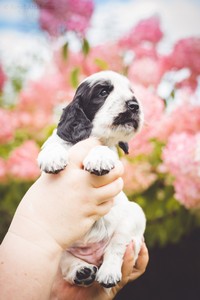 litter Q - blue roan female [pink ribbon] - 4 weeks