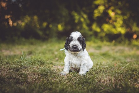 litter Q -  blue roan male [blue ribbon] - 4,5 weeks