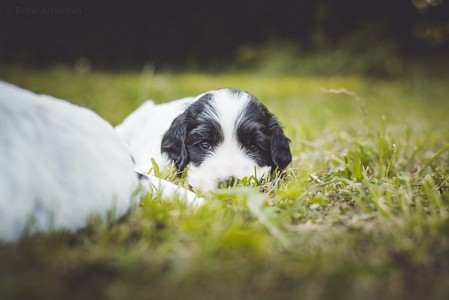 litter Q - black & white male [green ribbon] - 4,5 weeks