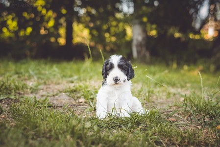 litter Q - black & white male [green ribbon] - 4,5 weeks