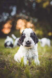 litter Q - blue roan female [pink ribbon] - 4,5 weeks