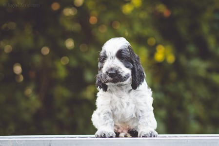 litter Q -  QUERRINGTON Royal Antidotum, blue roan male [blue ribbon] - 6 weeks