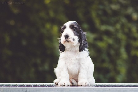 litter Q - QUINTHERRION Royal Antidotum, black & white male [green ribbon] - 6 weeks