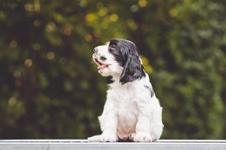 litter Q - QUINTHERRION Royal Antidotum, black & white male [green ribbon] - 6 weeks