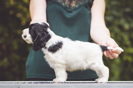 litter Q - QUINTHERRION Royal Antidotum, black & white male [green ribbon] - 6 weeks